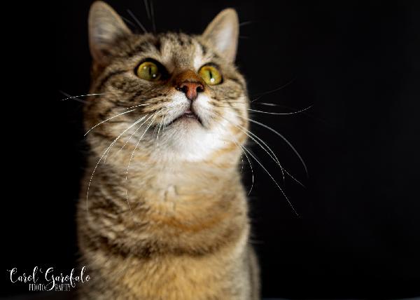 Ursula miciona buona  Foto 3